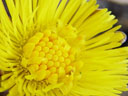 coltsfoot flower (tussilago farfara) closeup