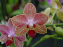 phalaeonpsis hybrid (phalaenopsis sp.)