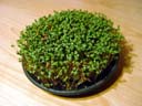 cress time-lapse video