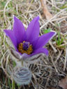 pasqueflower (pulsatilla vulgaris)