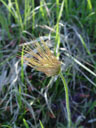 innsbruck's pasqueflower (pulsatilla oenipontana)