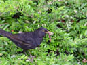 blackbird (turdus merula) collecting dinner