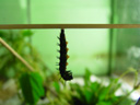 peacock caterpillar (inachis io) , pupating