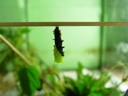 peacock caterpillar (inachis io) , pupating