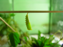 peacock caterpillar (inachis io) , pupating