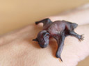 newborn common pipistrelle (pipistrellus pipistrellus)