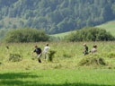 cutting reed