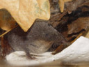 the highlight: a southern water shrew (neomys anomalus)