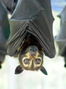 spectacled flying-fox (pteropus conspicillatus) - portrait