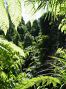 rainforest, near mission beach