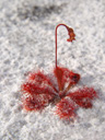 spoon-leaved sundew (drosera spatulata)