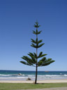 lonely tree, at oxley beach
