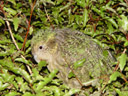 pounamu, kakapo (strigops habroptilus)