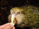 kakapo (strigops habroptilus)