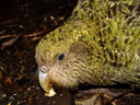 kakapo (strigops habroptilus)