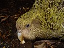 poura, a one-year-old kakapo on codfish island