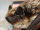 parti-coloured bat (vespertilio murinus) - portrait