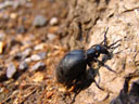 female oil beetle (meloe proscarabaeus)