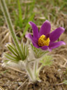 one of the plants that were bed out last year - innsbruck's pasqueflower (pulsatilla oenipontana)
