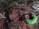 an ichneumon fly and its victim