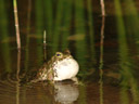 male european green toad (bufo viridis) calling, with an inflated vocal sac