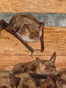 who you looking at? - greater mouse-eared bats (myotis myotis)