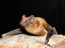 augibunde, the noctule bat (nyctalus noctula)