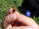 holding a bumblebee (bombus sp.)