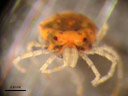 a freshwater mite (hydrachnidia), dorsal