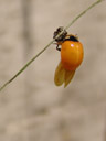 freshly hatched ladybird (coccinella septempunctata) - spots are almost invisible, hindwings still need to harden