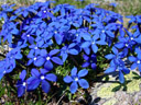 spring gentian (gentiana verna)