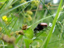 garden chafers (phyllopertha horticola) mating