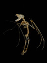 skeleton of a greater mouse-eared bat (myotis myotis)