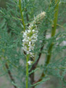 fowers of myricaria germanica