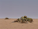 welwitschia mirabilis