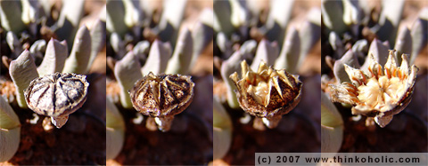 cheiridopsis sp. seed capsule cheiridopsis sp. seed capsule