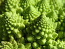 romanesco (brassica oleracea)