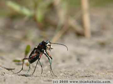 nothern dune tiger beetle - kupferbrauner sandlaufkäfer - cicindela hybrida