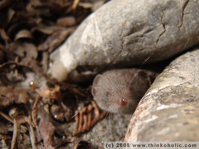 greater white-toothed shrew (crocidura russula)