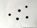 new time-lapse video of frog spawn in higher quality new time-lapse video of frog spawn in higher quality