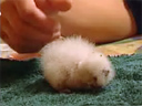 young kakapo chick, tv3 screenshot