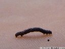 locomotion of a geometrid caterpillar (geometridae)