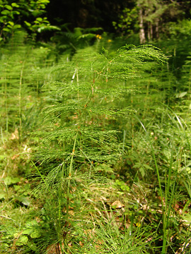 wood-horsetail (equisetum sylvaticum)