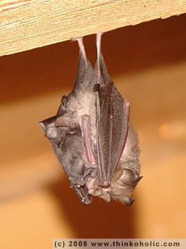 lesser horseshoe bat (rhinolophus hipposideros), with pup | kleine hufeisennase (rhinolophus hipposideros), mit jungtier lesser horseshoe bat (rhinolophus hipposideros), with pup | kleine hufeisennase (rhinolophus hipposideros), mit jungtier