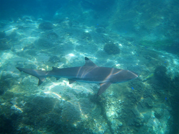 blacktip reef shark (carcharhinus melanopterus)