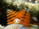 christmas tree worms (spirobranchus giganteus)