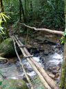 a bridge in khao sok nationalpark