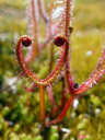 fork-leaved sundew (drosera binata), in the wild