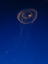 aequorea victoria