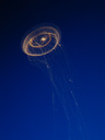 aequorea victoria